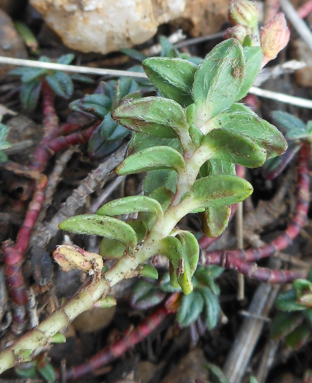 Helianthemum oelandicum subsp. italicum / Eliantemo rupino